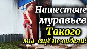 Пытаемся избавиться от муравьев на участке | такого количества не когда не было!