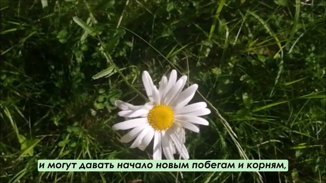 Ромашка (Зак. текст, титры + музыка) Рубрика "Расскажите детям"