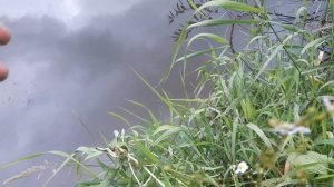 БОТАНИЧЕСКАЯ ЭКСКУРСИЯ N14.РАСТЕНИЯ ТАЙГИ СРЕДНЕГО УРАЛА.mp4