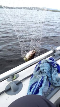 МУЖСКОЙ ОТДЫХ! #shorts #рыбалка #fishing #рыба #fish #эдвардкосичка #природа #nature #отдых #rest