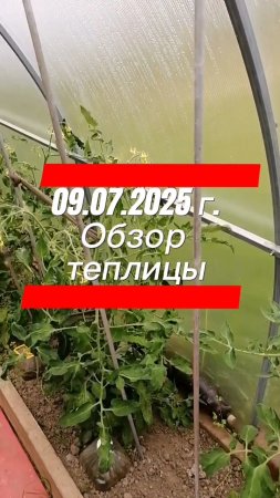 09.07.2025 Г. ОБЗОР ТЕПЛИЦЫ. ПЕРЕД ПИСЕЦОМ! #теплица #помидоры #огурцы #живаяприрода #деревня