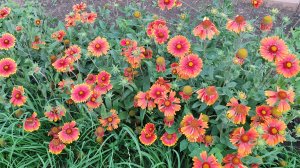 Июльский шторм