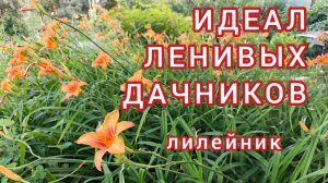 Лилейник. Король неприхотливых многолетников / Garden. Hemerocallis