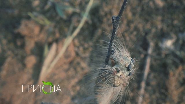 Гусеница, Caterpillar