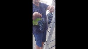 В гостьях у Дяди