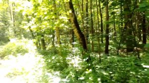 Прогулка по солнечному летнему лесу