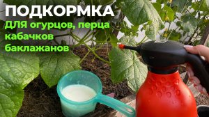 Подкормка увеличит урожай и защитит от болезней! Для перца, огурцов, кабачков и баклажанов