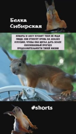 Белку хочет укусить комар