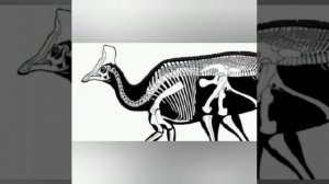 1000100481.mp4