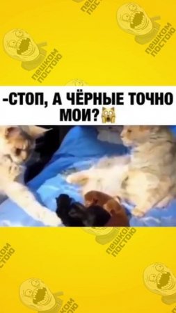 А черные точно мои
