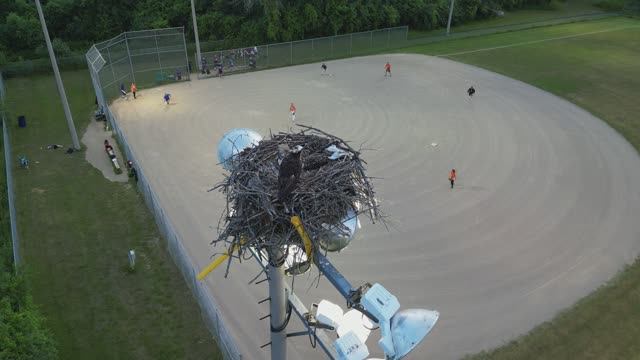Гнездо Скопы и умывание и просмотр софтбола перед сном.