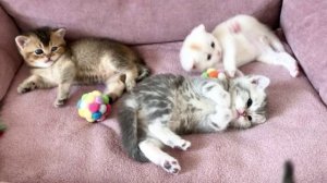Котята кошки Кайли играют.