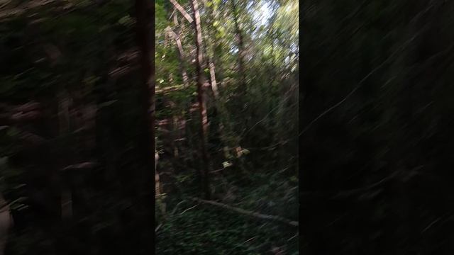 Тропинки хорошие можно передвигаться бегом по терринкуру в Архипо-Осиповке на Чёрном море