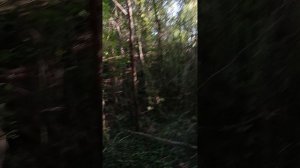 Тропинки хорошие можно передвигаться бегом по терринкуру в Архипо-Осиповке на Чёрном море
