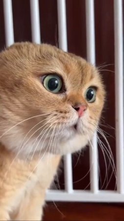 Наш TG https://t.me/liveofcats