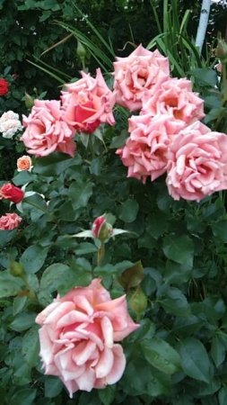 Роза с необычными бутонами🔥 Роза ЭН ХЕНДЕРСОН!🌹