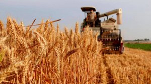 Около 1,5 миллиона тонн пшеницы сдали государству туркменские хлеборобы