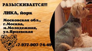 Пропала собака! ЛИКА. Йорк. Московская обл,  г. Москва