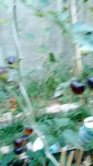 всë же есть преимущество в возможности самому выбрать какой помидор ты хочешь скушать