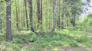 Подмосковный лес в июле