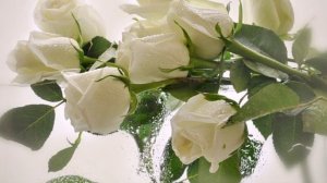 Евгений Коновалов - Розы белые