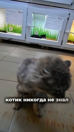 Кот, который никогда не знал, что такое дом... | Олан