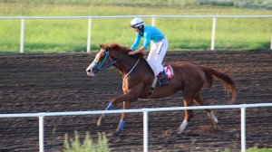 Скаковой день 11 июля. Дистанция 3200 м. Шугар Кид