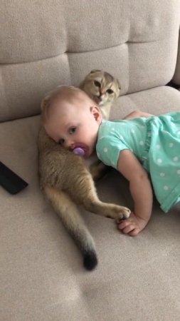 Животные приколы и не только