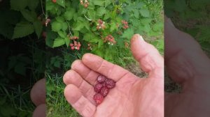 серия видео плохо живём