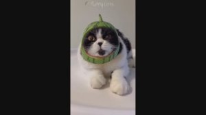 Смешные Коты #18