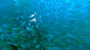 Дайвинг с AQUA-VISION октябрь 2024