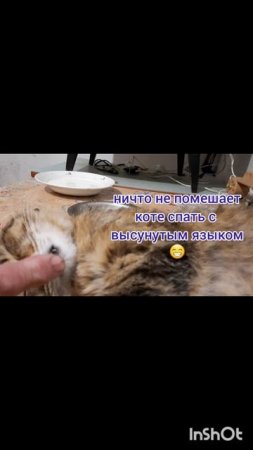 Животные.Сборник моментов из жизни братьев меньших.Фильм1.Серия5.Часть4 .mp4
