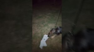 Первый опыт выгула  на поводке и новые знакомства .А Бакс и не знал,что могут быть 
и другие  друзья