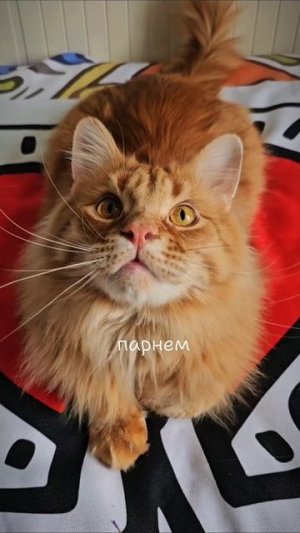 Мама права?
#мама #котики