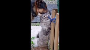 Собака. Кот. Кос и Том