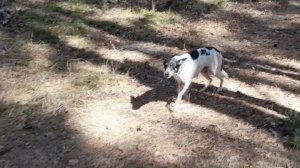 Кокосик гуляет на старом ангарском кладбище