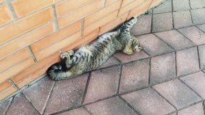 Коты, лето, жара