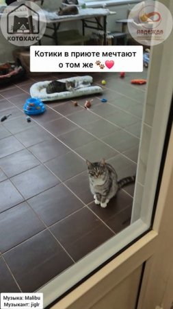 котики ждут 😻