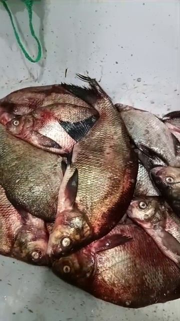 Наловили 30 кг леща и густеры на "банки". Полное видео на канале. смотреть онлайн