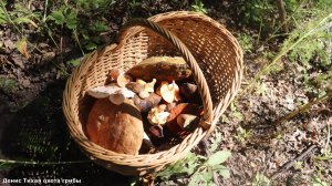 Лисичка бледная, боровик сетчатый, дубовики и другие грибы