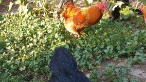 Погода в Краснодарском крае.Нападение диких животных на домашних кур.
