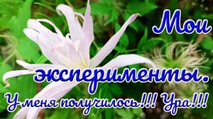29.06.25 г. Мои эксперименты. У меня получилось!!! Ура!!!