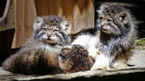 На аллее манулов переполох! Котята встречают свою кормилицу.
