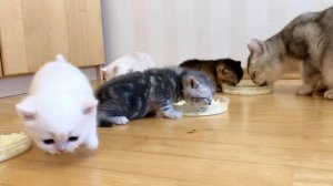 Котятам кошки Кайли 27 дней.