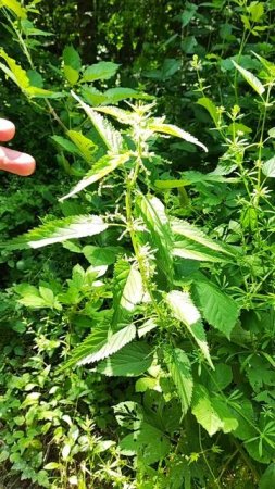 мёд и пчелы в Пшаде #краснодарскийкрай #экотуризм #туризм #отдых
