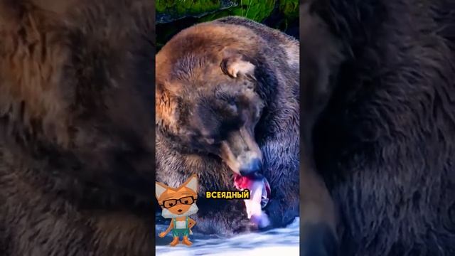 Животные приколы и не только