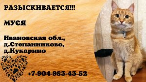 Пропала кошка! МУСЯ. Ивановская обл,  д. Степанниково, д. Кукарино