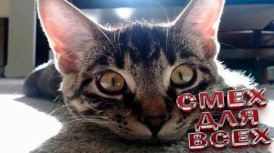 СМЕШНЫЕ, ЮМОРНЫЕ КОТЫ и СОБАКИ \ САМЫЕ ЗАБАВНЫЕ ЖИВОТНЫЕ \ ЛУЧШИЕ ПРИКОЛЫ 2025!ТОП