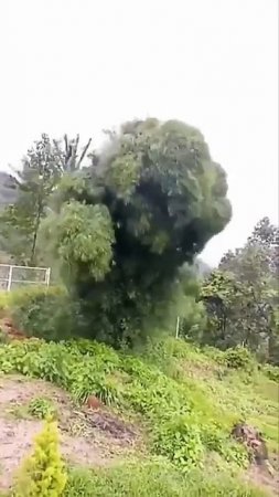 Танцующее дерево.
