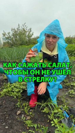 Как сажать салат в июле, что он не ушёл в стрелку